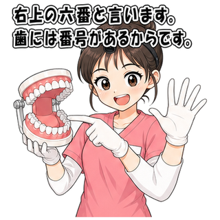 右上の六番と言います。歯には番号があるからです。